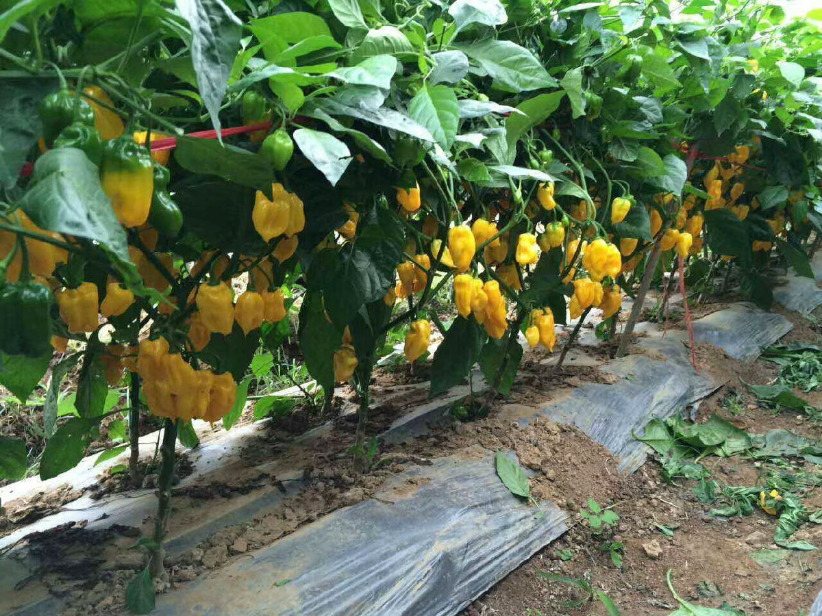 味之源2.jpg 好色先生视频